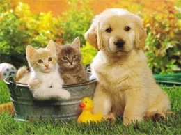 Pet Shops